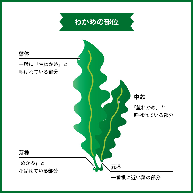 生わかめのできるまで 有限会社コタニ イラストにてご紹介