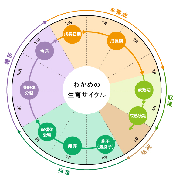 わかめの育成 有限会社コタニ イラストでサイクルをご説明